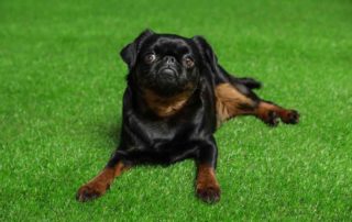 How Artificial Grass Is Better For Pets And Kids